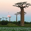 L'Olio di Baobab, rimedio naturale per una pelle perfetta