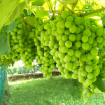 Purifica il tuo corpo con la cura dell'uva